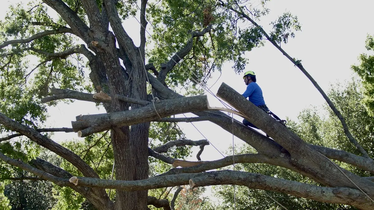 Professional Crown Thinning performed by certified arborists in Cossayuna